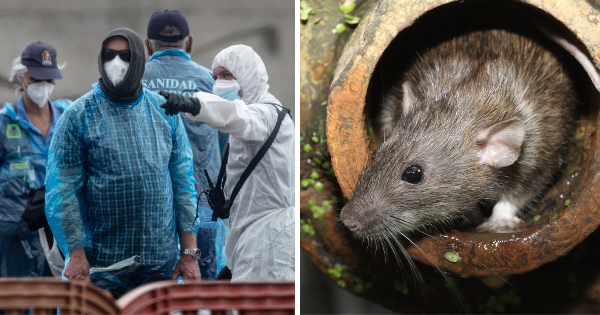 MV Hondius, Hantavirus