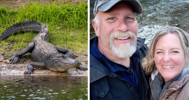 Cynthia Diekema, alligator