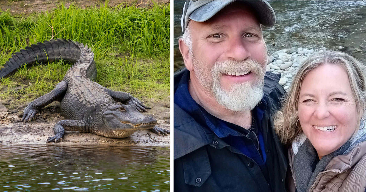 Cynthia Diekema, alligator