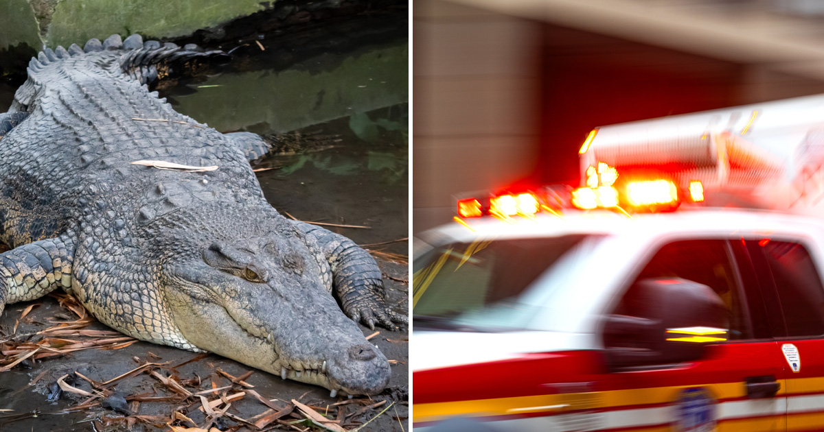 Crocodile, ambulance
