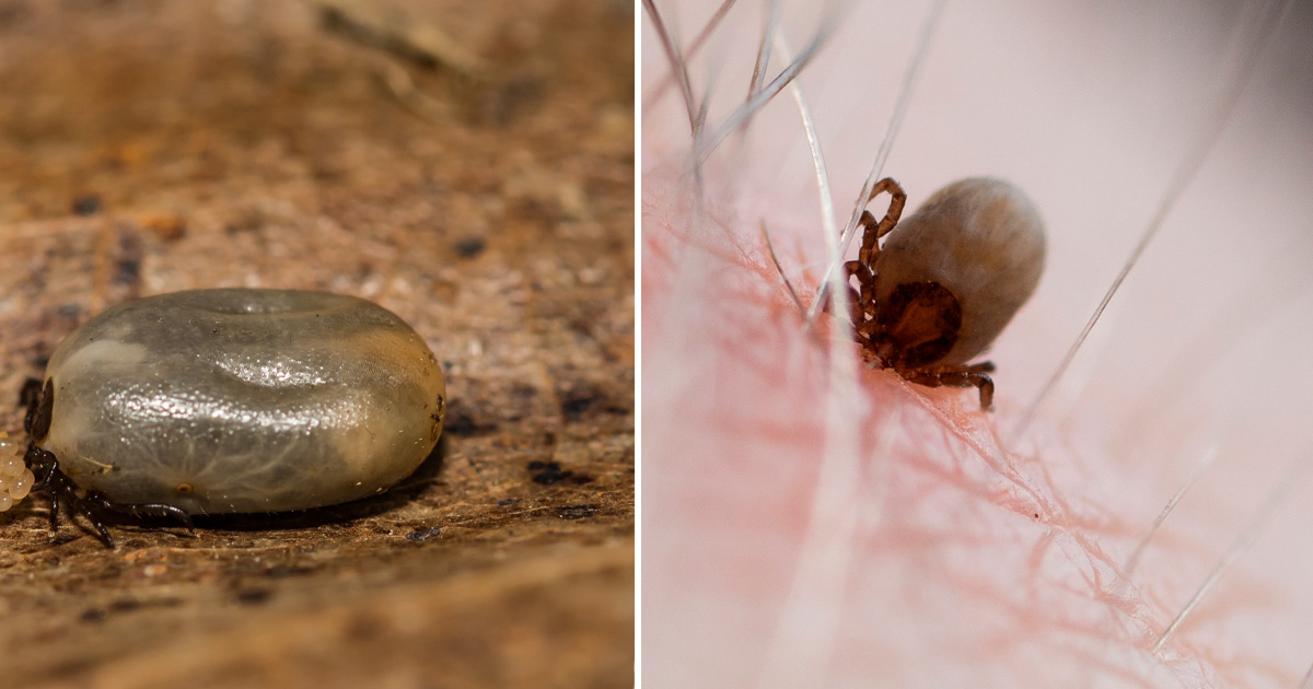 Tick
