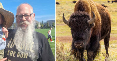 Carl McDaniel, Yellowstone National Park, Bison Attack