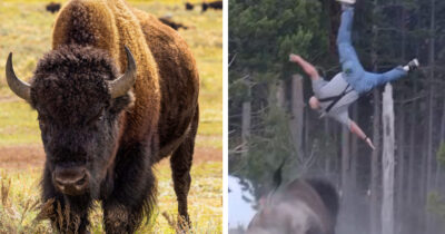 Bison, Yellowstone