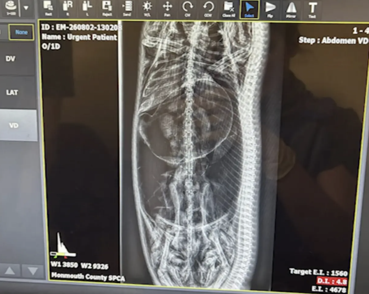 8-foot-python with swollen belly found under family’s shed