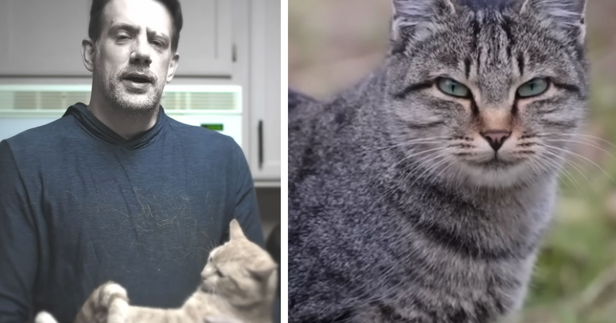 Viral simulation showing what cats see explains their incredible speed