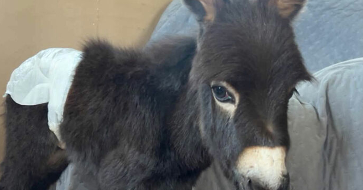 Police officer shoots and kills donkey during missing child search Police officer shoots and kills donkey during missing child search