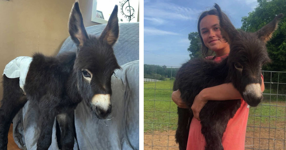 Family's beloved pet donkey shot by police