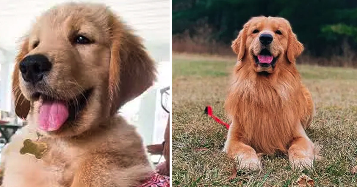 Tucker Budzyn's owner breaks down in emotional update after his sudden death at 8