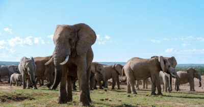 Elephants