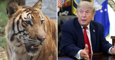 Donald Trump, Tiger