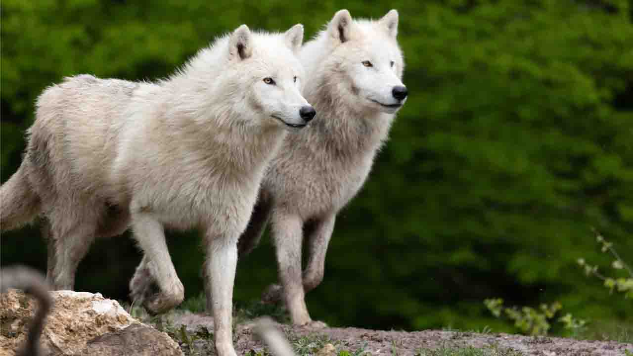 Wolves