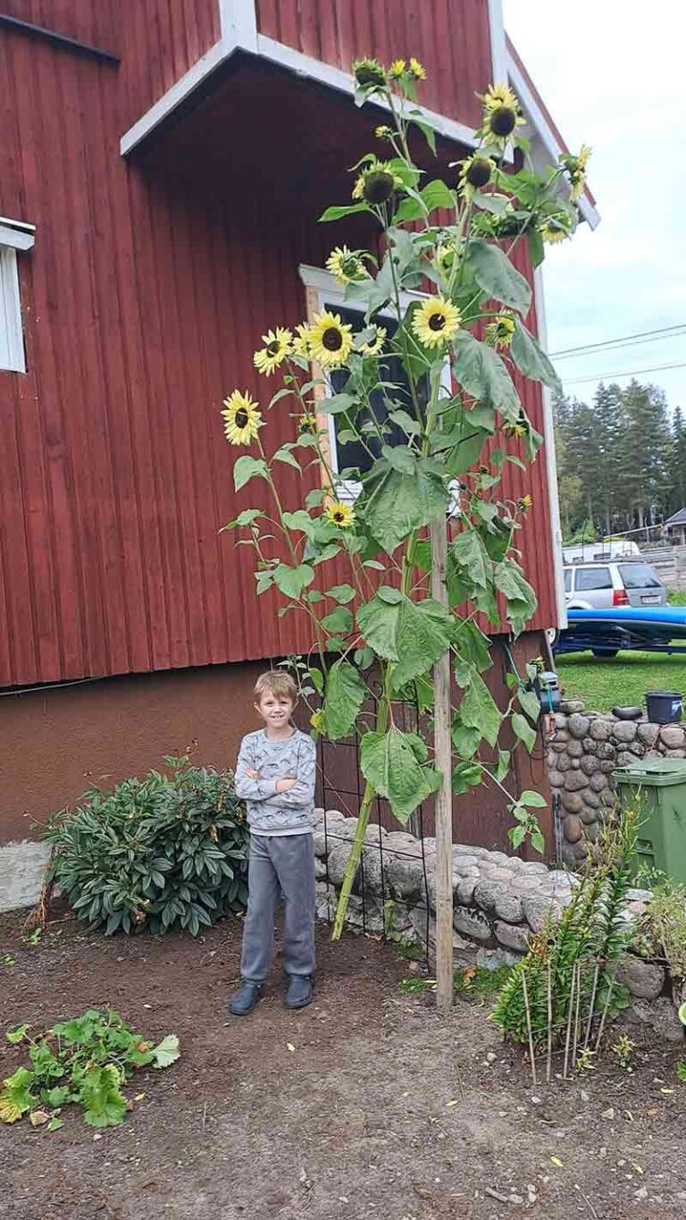 Charlie, 7, fick ett solrosfrö i skolan – nu har bjässen vuxit 4 meter ...