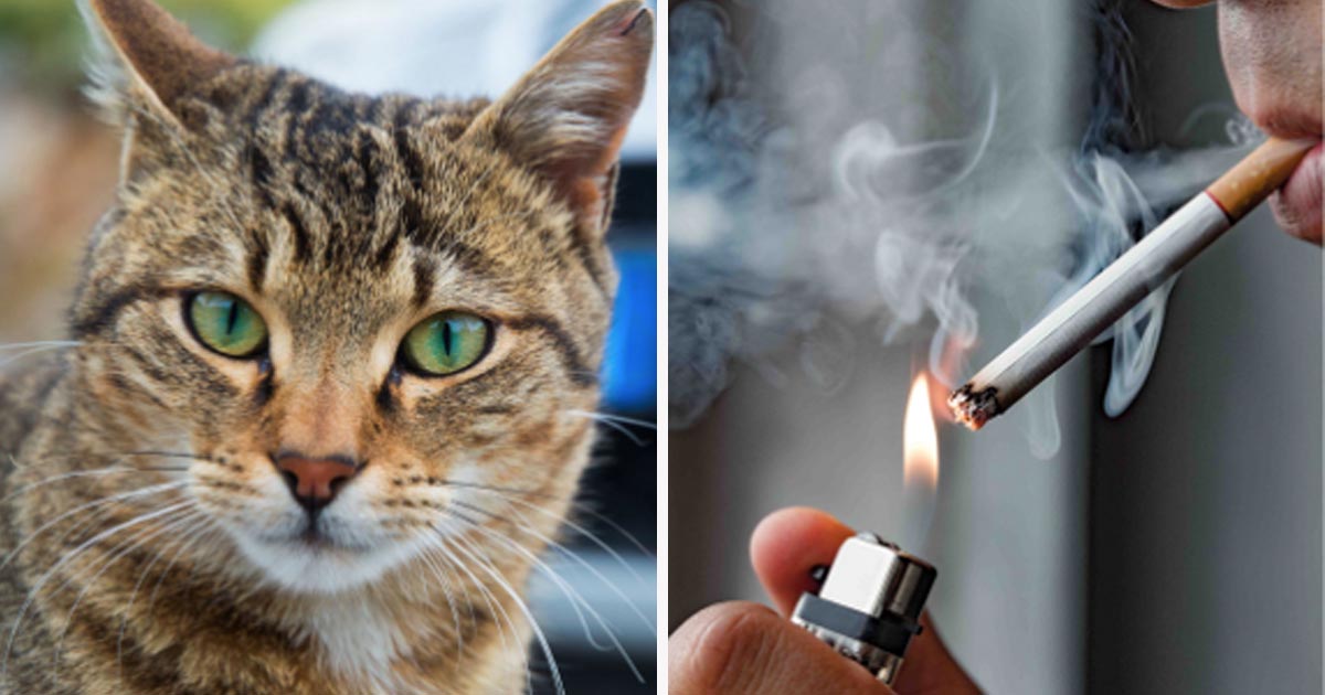 En man i Malmö förstörde sin lägenhet med cigarettlukt och en kissande katt. Arkivbild.