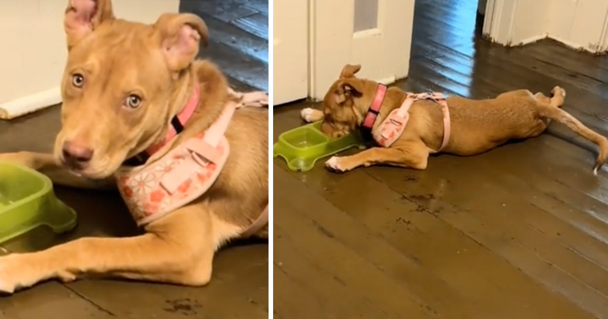 Hund lämnades ensam