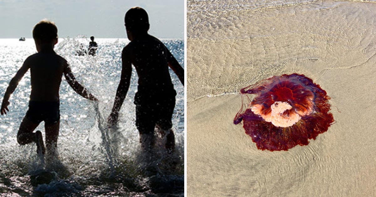 Lejonmanet på stranden