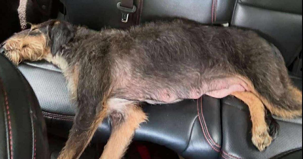 Hunden Sugar hittades dumpad och övergiven