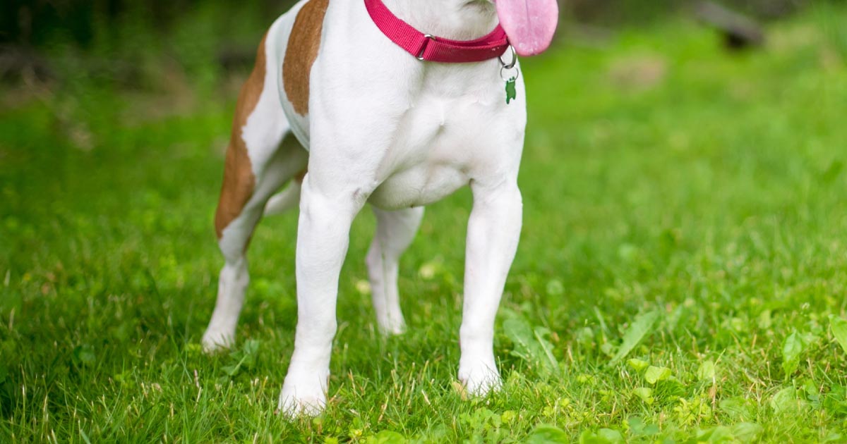 Pitbull, hund, hundattack