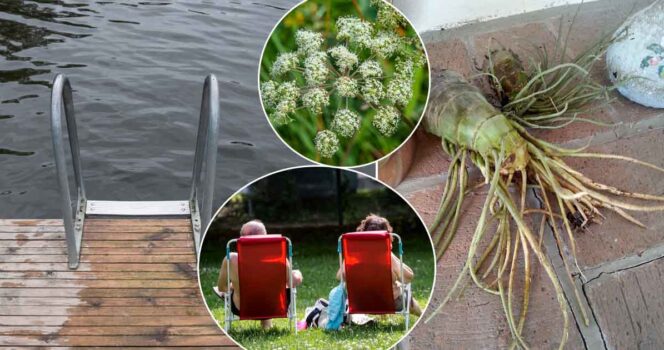 Bilden visar roten av en sprängört (t h). Foto: Vilhelm Stokstad/TT & Christine Olsson/TT & Shutterstock & Wikimedia commons
