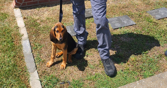 Polishunden K-9 lämnades att dö i stekhet polisbil