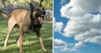Noah Burnett blev attackerad av hund och dog.