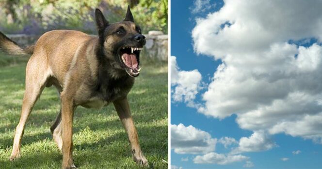 Noah Burnett blev attackerad av hund och dog.