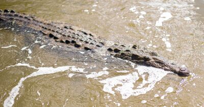 Krokodil