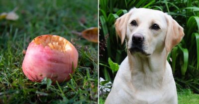 Hund och äpple i trädgård. Foto: Henrik Montgomery/TT & Shutterstock