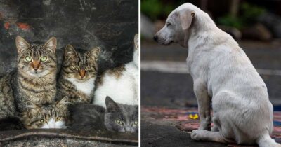 Katter och hund.