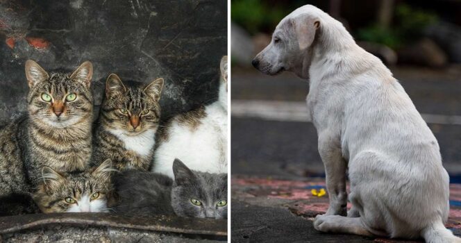 Katter och hund.