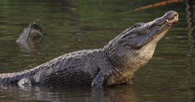 Alligator