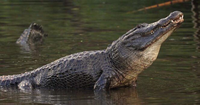 Alligator