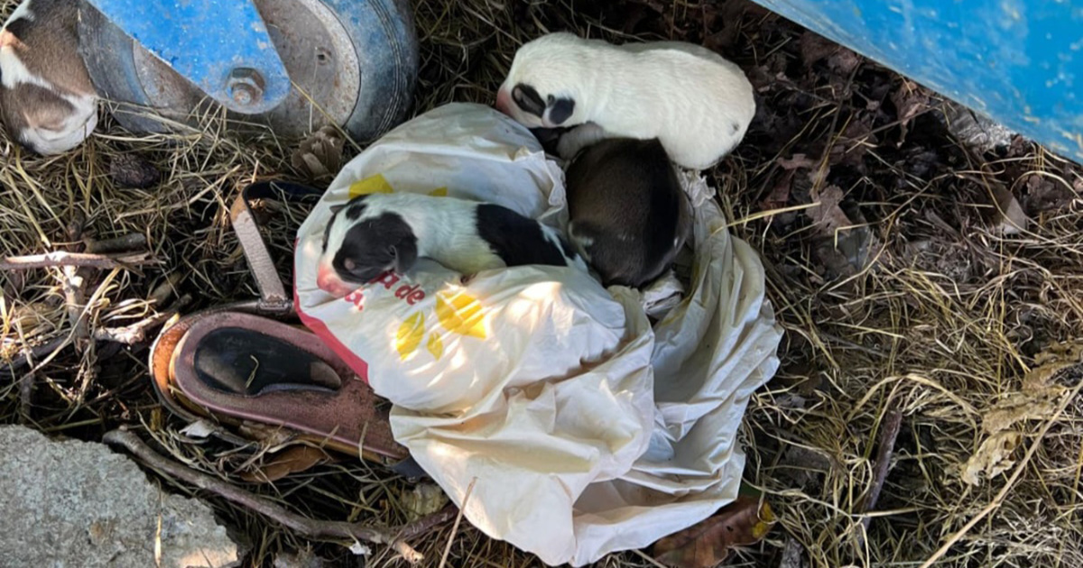 Sonia Costas, djurräddare.