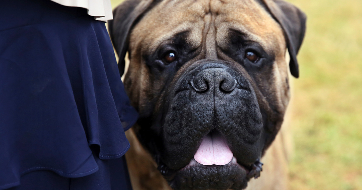 Bullmastiff. Arkivbild.