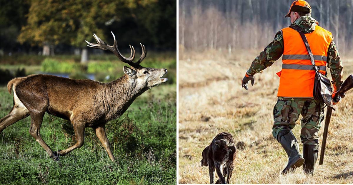 Jägaren missade hjorten men träffade ett hus. Arkivbild.