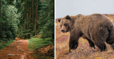 Jesse Sayer attackerades av en björn