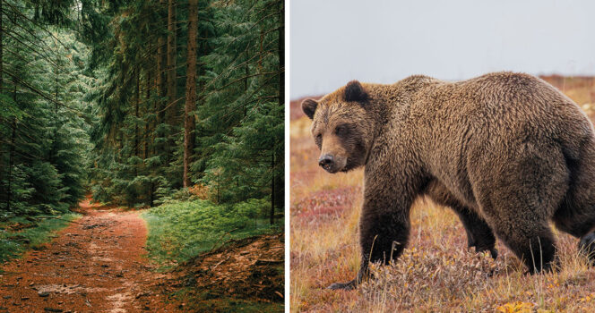 Jesse Sayer attackerades av en björn