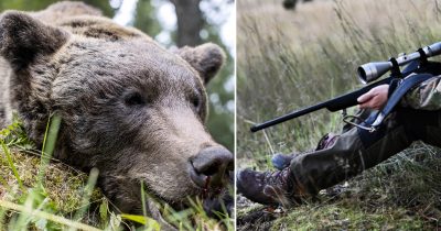 En björn har skjutits av en älgjägare utanför Lycksele