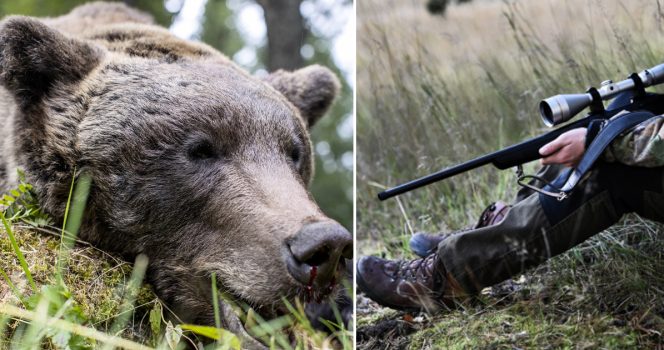 En björn har skjutits av en älgjägare utanför Lycksele