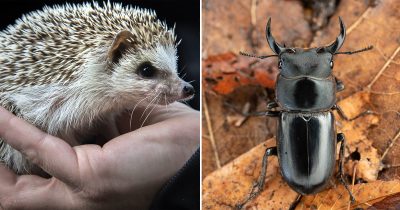 Naturvårdsverket föreslår att 255 arter blir nationellt fridlysta.