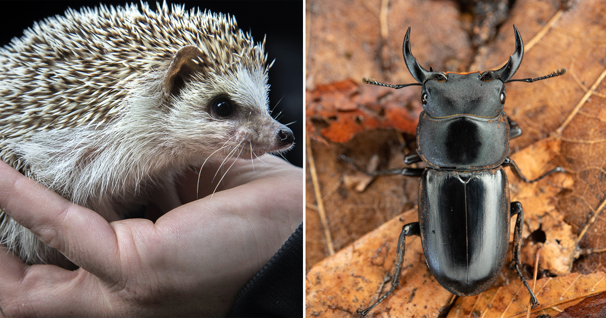 Naturvårdsverket föreslår att 255 arter blir nationellt fridlysta.