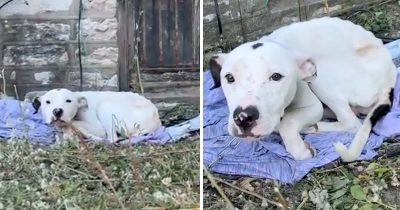 Hund hittas vid hus.