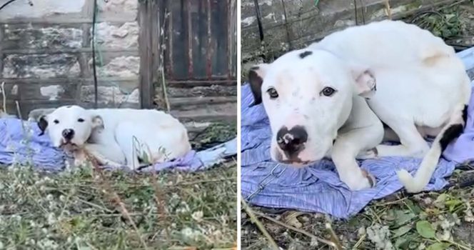 Hund hittas vid hus.