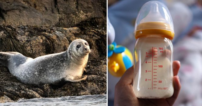 Mjölken från gråsälar i Atlanten är mer potent än människors bröstmjölk.