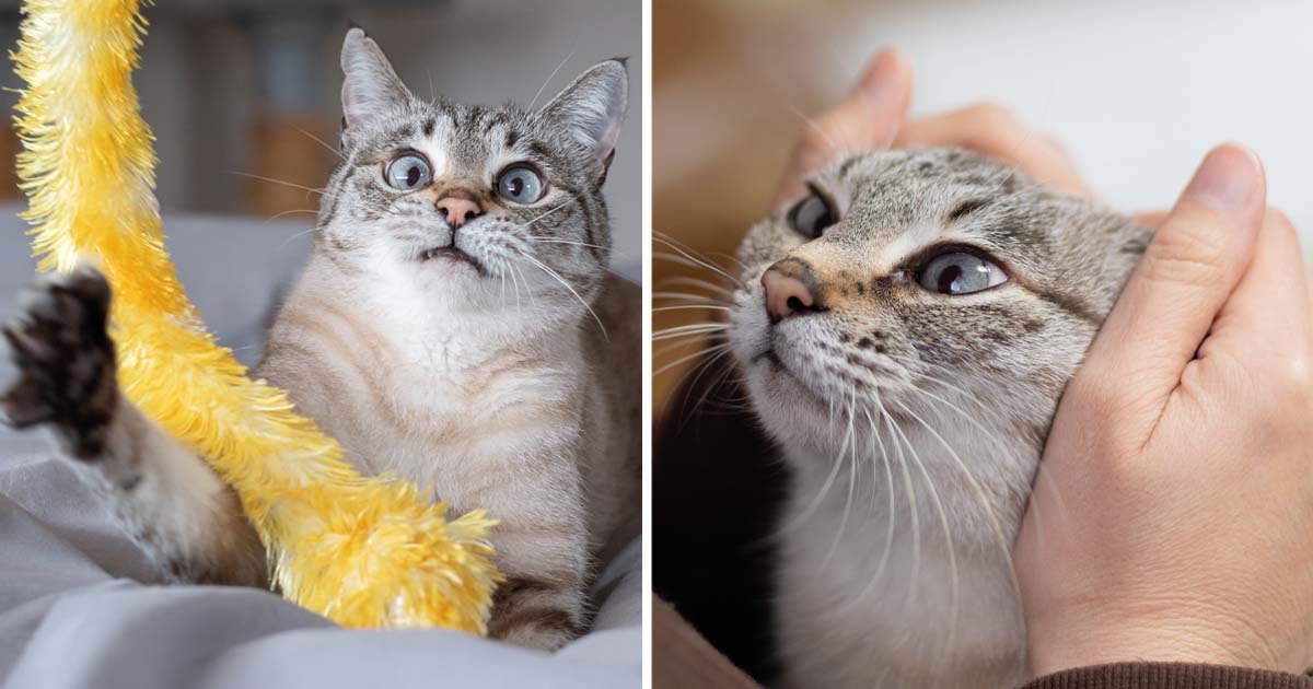 Kattägare. Foto: Shutterstock