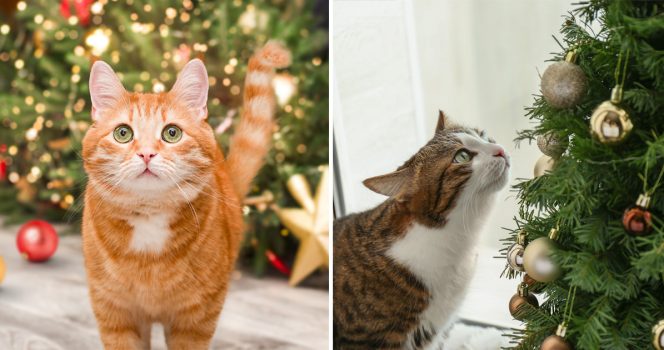 Katter och julgran, julgranar