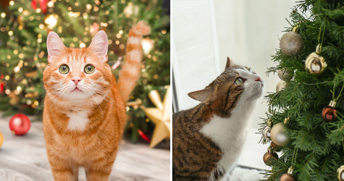 Katter och julgran, julgranar