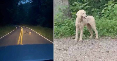 Luck's Rescue, Pudel.