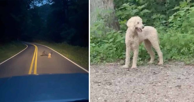 Luck's Rescue, Pudel.