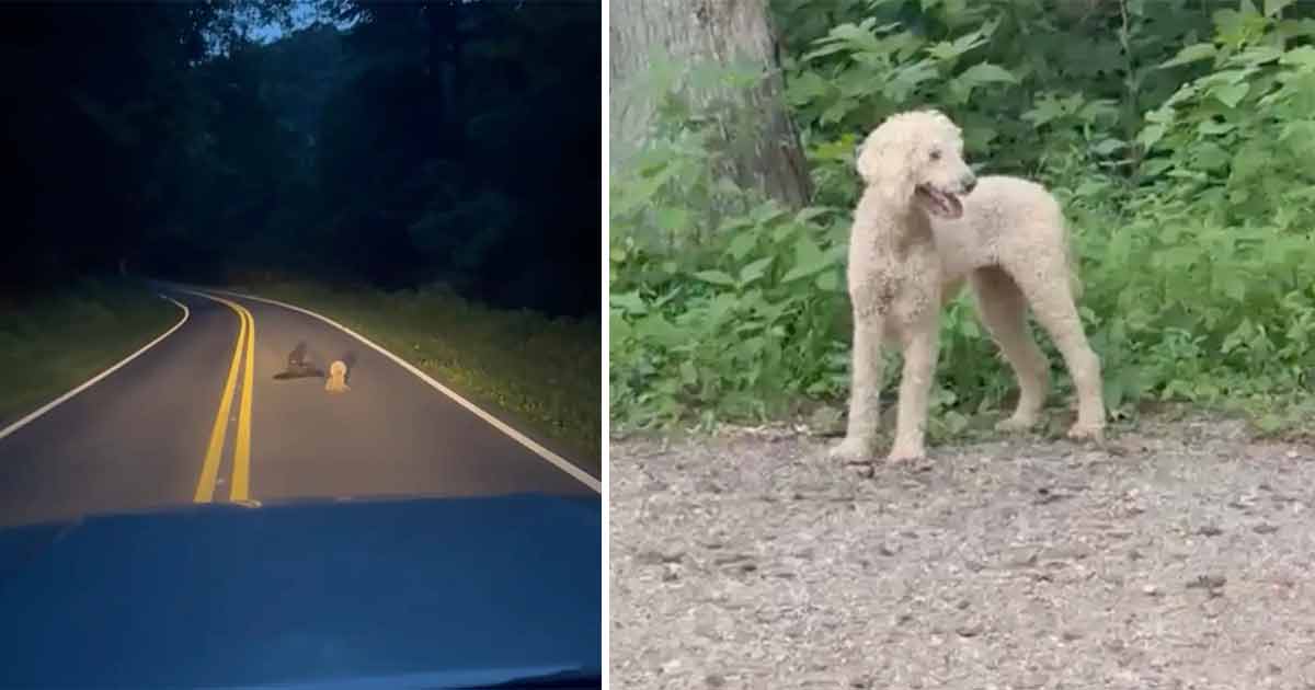 Luck's Rescue, Pudel.