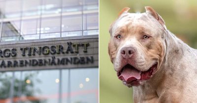 American bully och tingsrätt. Foto: Hanna Brunlöf/TT & Shutterstock (genrefoto)